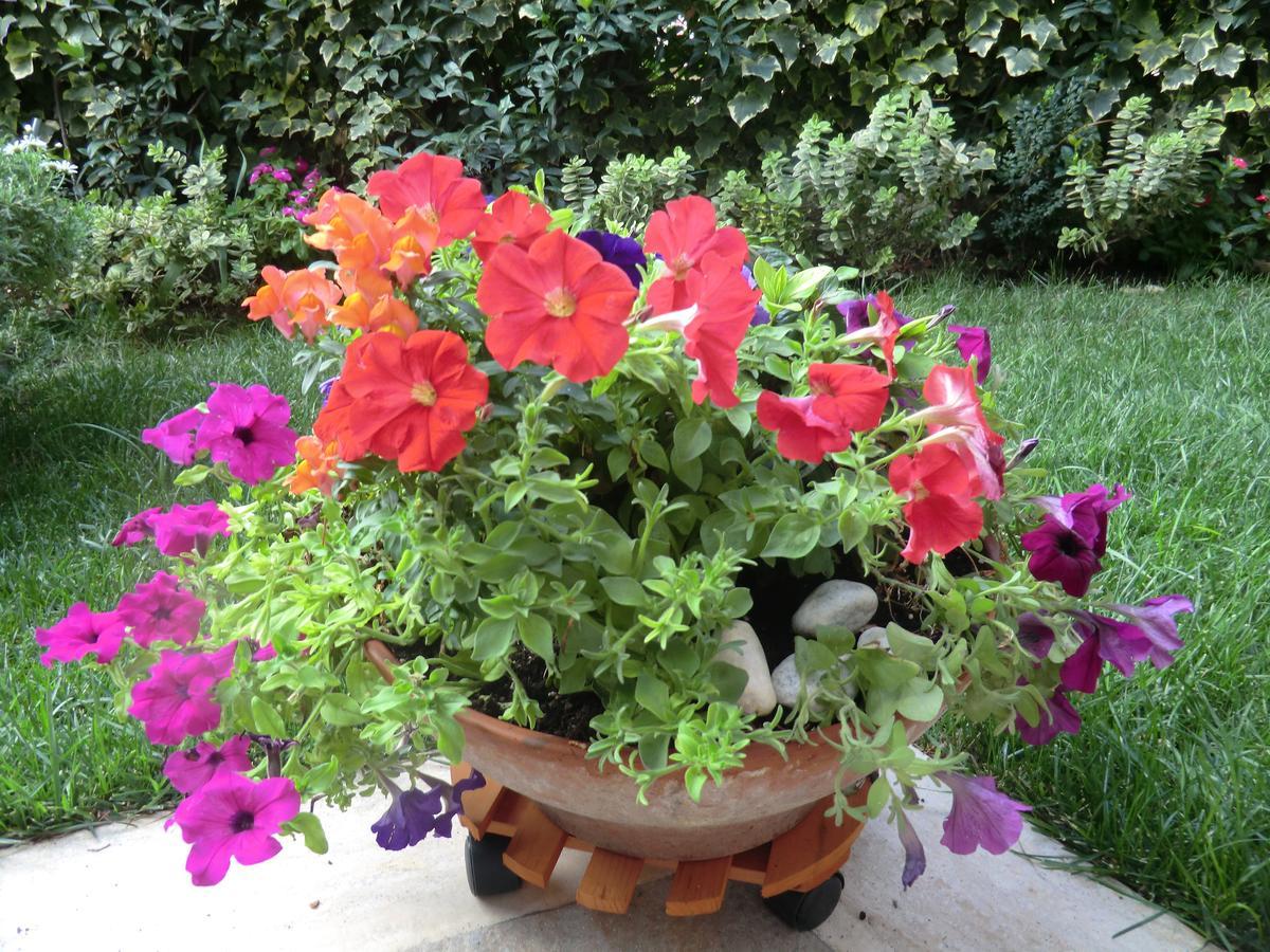 Bed and Breakfast Il Giardino Di Alisa Тіволі Екстер'єр фото